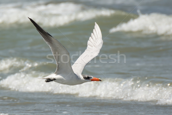 Caspian Tern (Sterna caspia) in flight Stock photo © davemontreuil