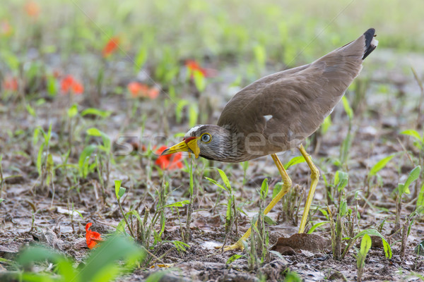 African Wattled Plover Stock photo © davemontreuil