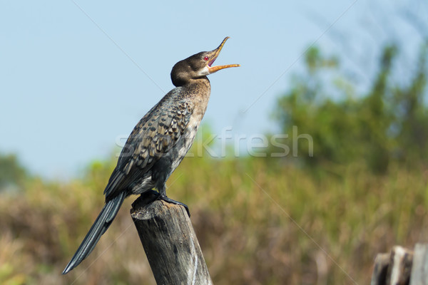 Stock photo: Long-Tailed Cormorant (Phalacrocorax africanus) yawning
