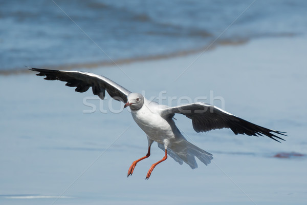 Grey-Headed Gull landing Stock photo © davemontreuil