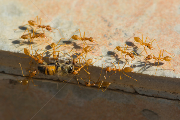 Weaver Ants hauling Honey Bee home Stock photo © davemontreuil