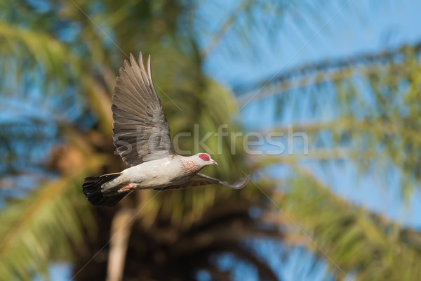 Speckled Pigeon (Columba Guinea) in Flight Stock photo © davemontreuil