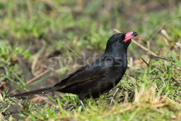 商業照片: 少年 · 頭 · 喝 · 水 · 鳥