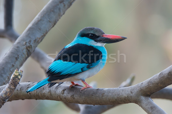 Kingfisher regarder épaule bleu belle Nice Photo stock © davemontreuil