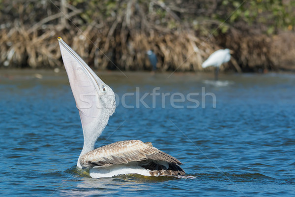 Pink-backed Pelican swallowing some fish Stock photo © davemontreuil