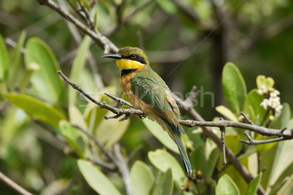 A Little-Bee Eater (Merops pusillus) perched in the mangroves Stock photo © davemontreuil