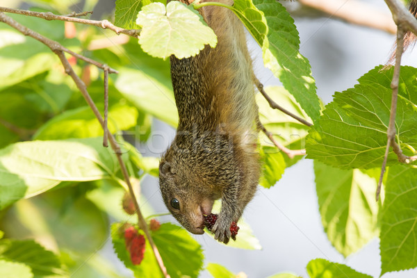 Busch Eichhörnchen hängen verkehrt herum Essen Beeren Stock foto © davemontreuil