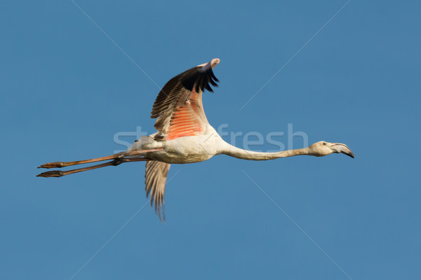 Greater Flamingo in flight Stock photo © davemontreuil