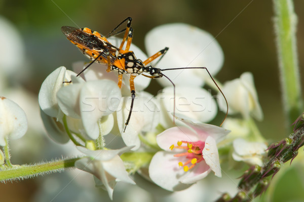Bloem moordenaar bug wachten buit afrika Stockfoto © davemontreuil
