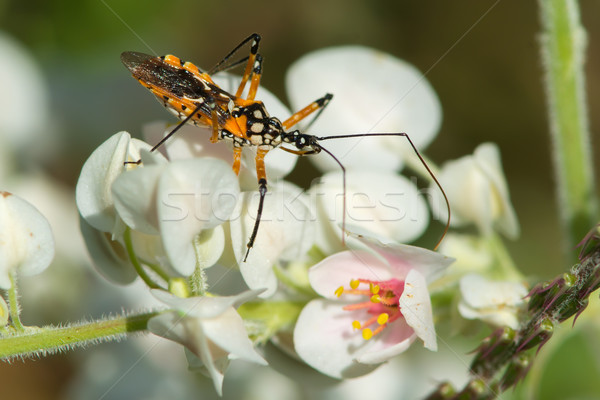 Flower Assassin bug waiting for prey Stock photo © davemontreuil