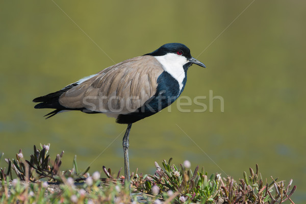 Profile of a Spur-Winged Plover (Vanellus Spinosus) Stock photo © davemontreuil