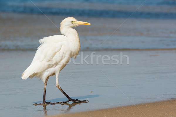 Cattle Egret standing on the beach Stock photo © davemontreuil