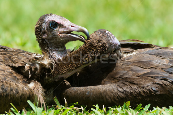 Two Hooded Vultures preening each other Stock photo © davemontreuil