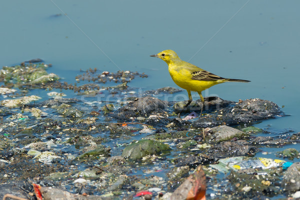 Brytyjski żółty stałego śmieci ściek Zdjęcia stock © davemontreuil