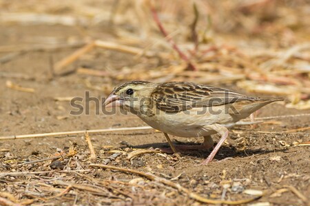 Northern Red Bishop searching for seeds on the ground Stock photo © davemontreuil