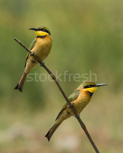 2 Little-Bee Eaters (Merops pusillus) perching together Stock photo © davemontreuil