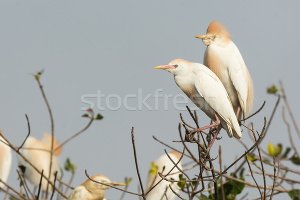 2 Cattle Egrets (Bubulcus ibis) perched in a nesting colony Stock photo © davemontreuil