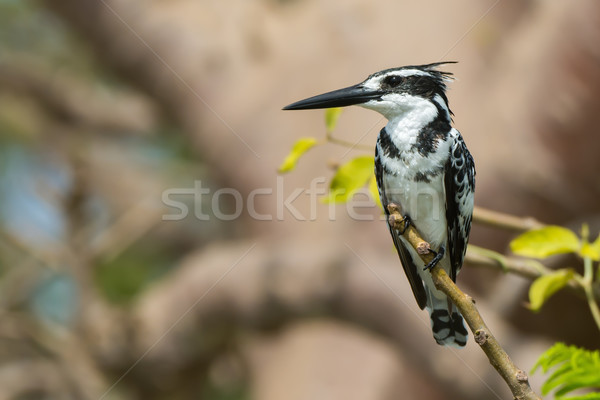 Pied Kingfisher (Ceryle rudis) perched on a baobab branch Stock photo © davemontreuil
