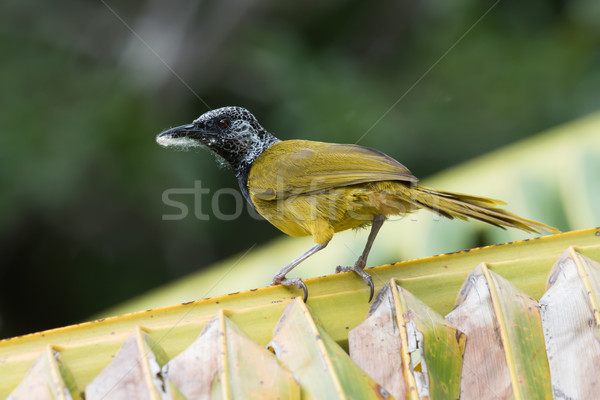 An Oriole Warbler (Hypergerus atriceps) on a palm leaf with nest Stock photo © davemontreuil