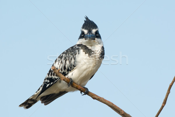 Pied Kingfisher (Ceryle rudis) staring directly at you Stock photo © davemontreuil