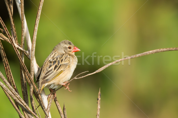 Red-billed Quelea (Quelea quelea) perched on a dried stalk Stock photo © davemontreuil