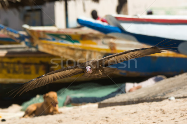 Avvoltoio atterraggio spiaggia africa ali Foto d'archivio © davemontreuil
