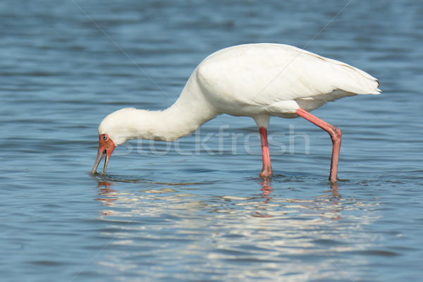 African Spoonbill searching for food. Stock photo © davemontreuil