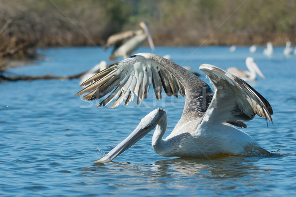 A Pink-backed Pelican hunting fish Stock photo © davemontreuil