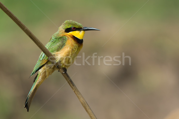 A Little-Bee Eater (Merops pusillus) looking a touch grumpy Stock photo © davemontreuil