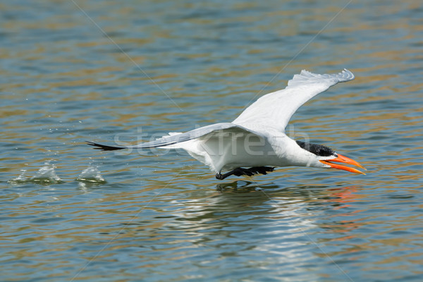 Caspian Tern gliding low over fresh water ready to scoop up a dr Stock photo © davemontreuil