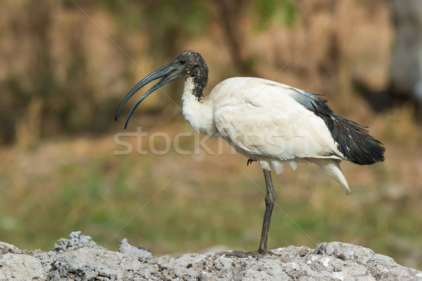 Szent nyitott szájjal áll egy láb madár Stock fotó © davemontreuil