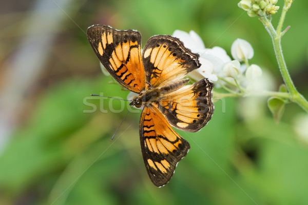 Junonia Sophia - Little Pansy Butterfly Stock photo © davemontreuil