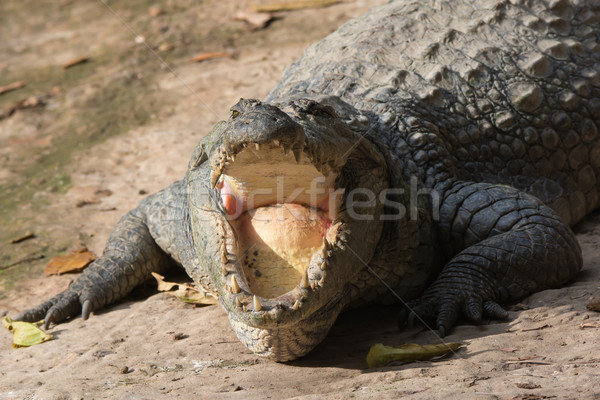 Stock photo: West African Crocodile