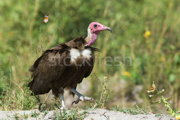 Hooded Vulture (Necrosyrtes manachus)   Stock photo © davemontreuil
