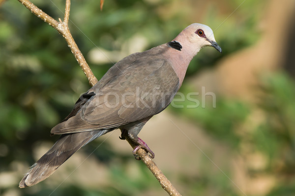 Red-eyed Dove (Streptopelia semitorquata) Stock photo © davemontreuil