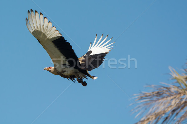 Palm-Nut Vulture in flight Stock photo © davemontreuil