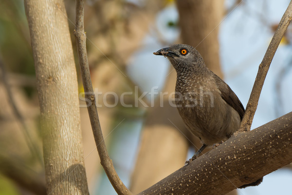 Stock photo: Brown Babbler with food for it its young