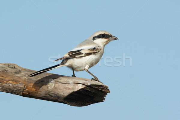 Südlich grau Vogel Afrika post schönen Stock foto © davemontreuil