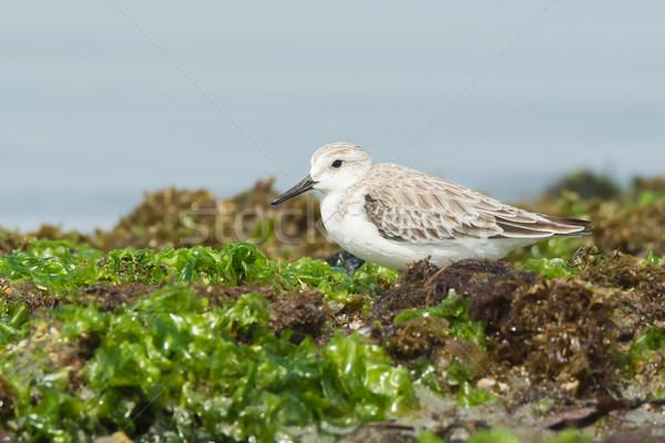 Sanderling resting in seaweed at the beach Stock photo © davemontreuil
