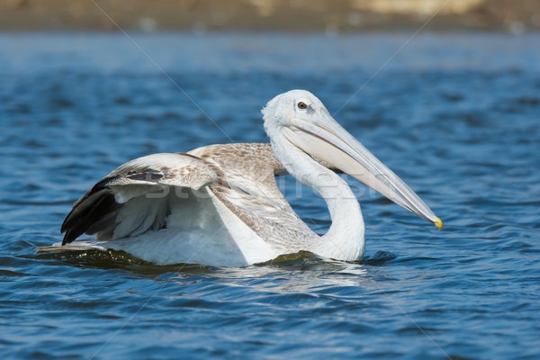 Pink-backed Pelican swimming with its wing raised Stock photo © davemontreuil