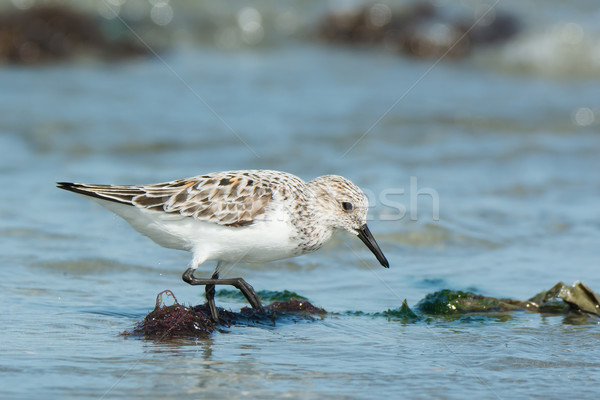 A Sanderling (Caladris alba) searching for food on the shore Stock photo © davemontreuil