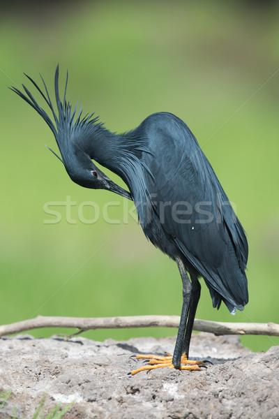 Black Heron (Egretta ardesiaca) bent over for preening Stock photo © davemontreuil