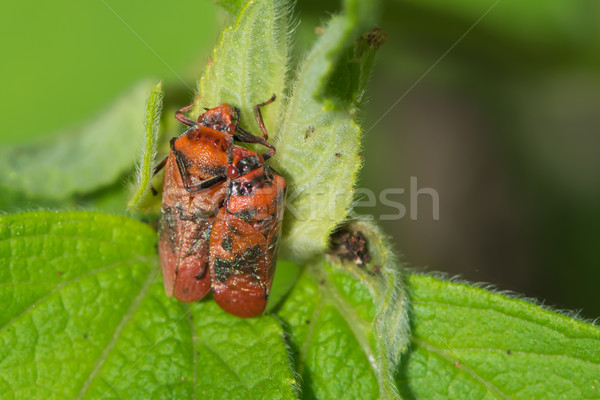 Stock photo: 2 Red Spotted Spittle Bugs