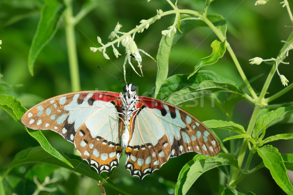White Lady Swallowtail Butterfly caught by a Crab Spider Stock photo © davemontreuil
