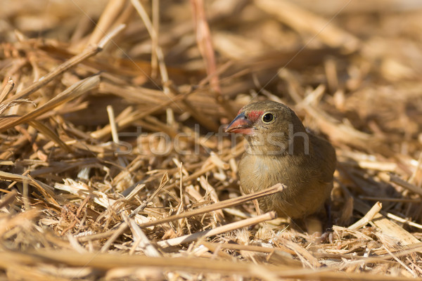 Female Red-billed Firefinch searching for seeds Stock photo © davemontreuil
