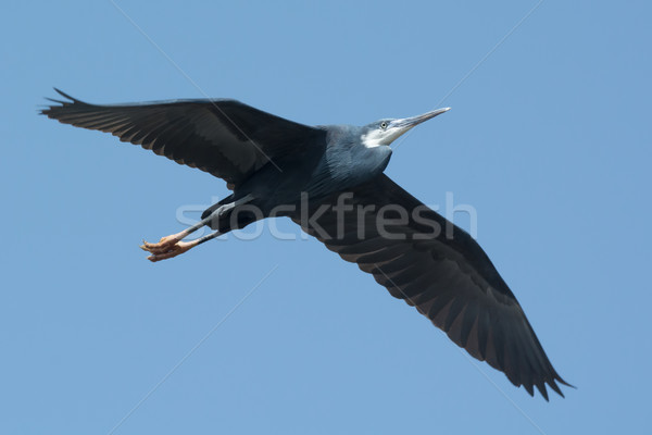 Western Reef Heron (Egretta gularis) in flight Stock photo © davemontreuil