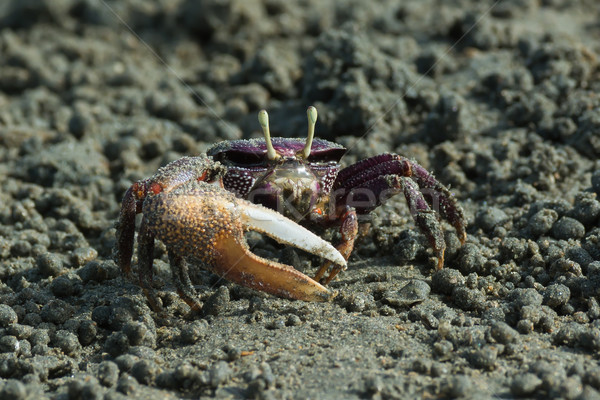 Homme pourpre crabe ouest Afrique sable [[stock_photo]] © davemontreuil