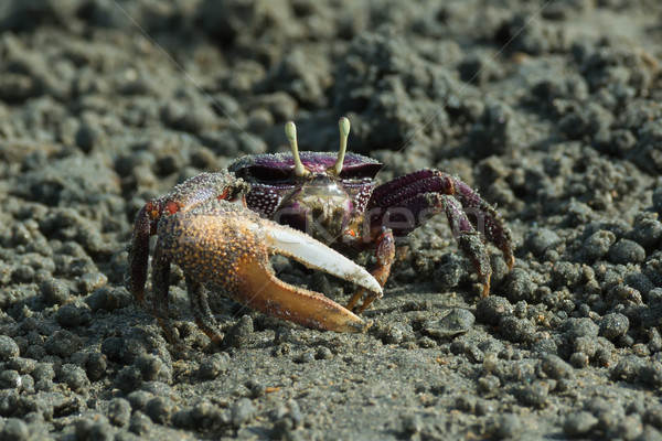 Male purple Fiddler Crab from West Africa filtering sand Stock photo © davemontreuil