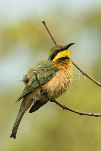 A Little-Bee Eater (Merops pusillus) with ruffled feathers Stock photo © davemontreuil