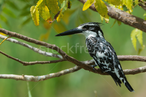 A lovely perch for a Pied Kingfisher (Ceryle rudis) Stock photo © davemontreuil